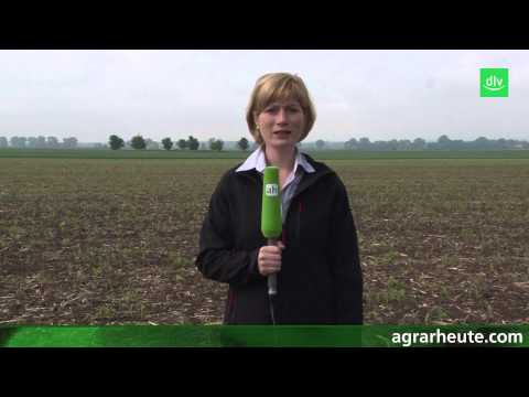 Vegetationsreport: Unkräuter im Mais, Sattelmücke im Weizen