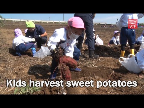 Kindergarteners harvest sweet potatoes