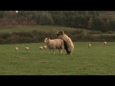 Lambing Live 2014 Series 3 Outtakes