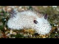 Facts: The Sea Bunny