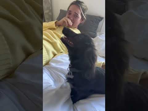 Funny and cute dogs compilation#funnydogs#cute#doglover#doglife#cure#dogshorts#pet#doglife#dogshorts