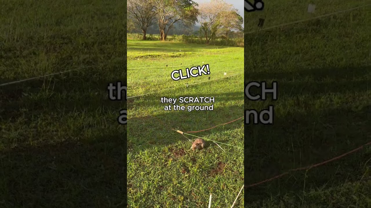 Landmine Detection Training: 3 meter stage