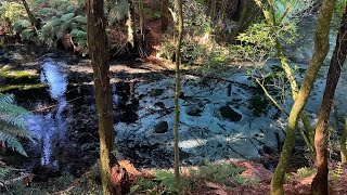 [4K] Walk New Zealand Rotorua Hamurana Springs