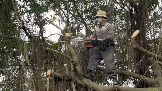 CUTTING TREES to relieve stress and DANGER of storm