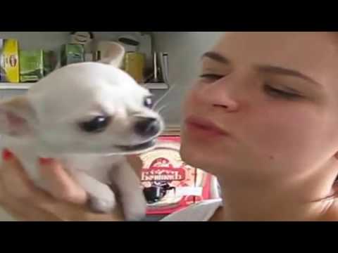 Dog fun with toung girl Viral Doggy Video