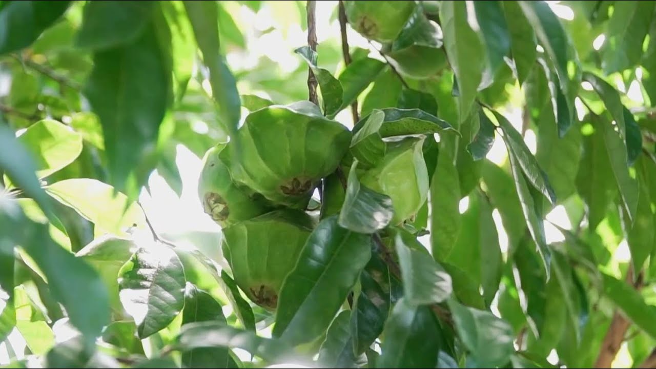 Cambuci é uma boa opção de cultivo em sistemas agroflorestais
