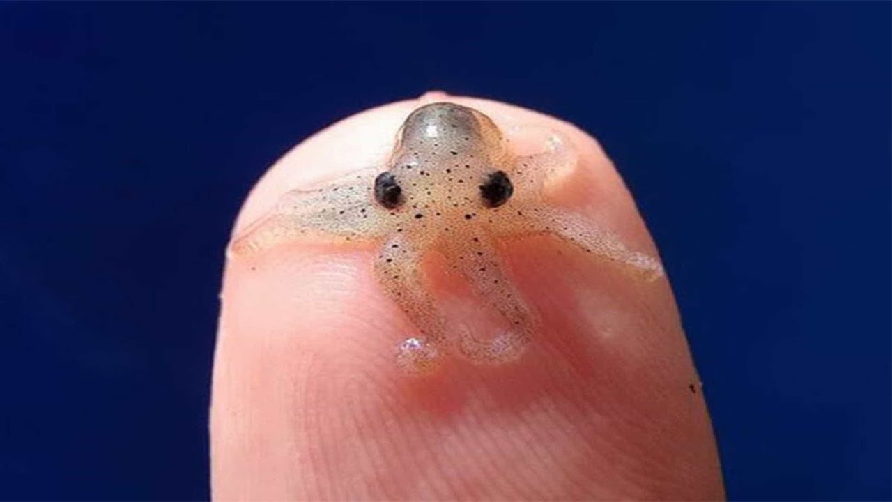 Who is the smallest animal in the world?