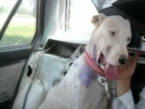 shahzad ali95 gojra1