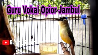 Download lagu Pancingan Burung Prenjak Daun Malas Bunyi Di Jamin Cepat Nyaut mp3 Download lagu Pancingan Burung Prenjak Daun Malas Bunyi Di Jamin Cepat Nyaut mp3