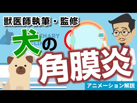 犬の角膜潰瘍 - 症状と治療法