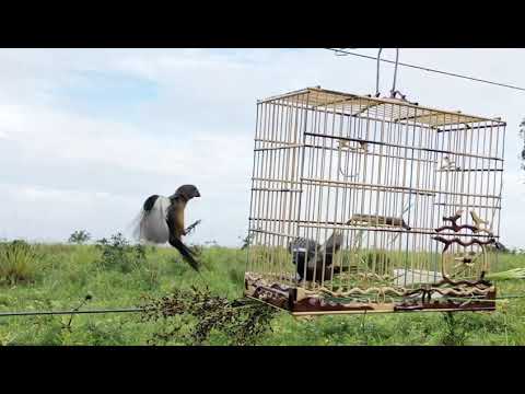 CURIÓ NOVINHO EM MAIS UMA PRESA ESPETACULAR