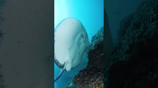 Download lagu Large Bull Ray Swims mp3