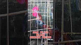 Download lagu Suara anak AYAM PELUNG JUARA Berkokok Bulat Panjang II #ayampelungjuara #ayampelungcianjur mp3