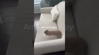 Download lagu Binky #bunny mp3