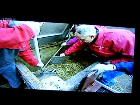 Pete Bennett & Cherry on Wildlife SOS pt2