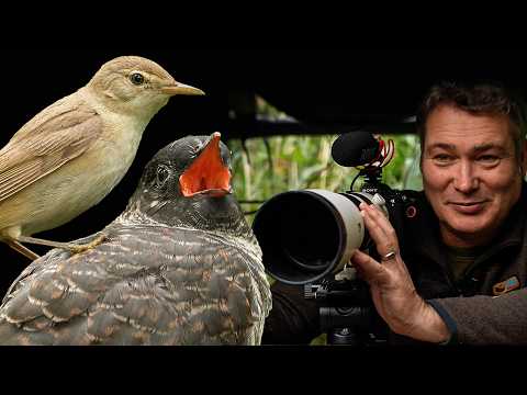 Reed Warblers Work Twice As Hard To Raise Giant Cuckoo Chick | Discover Wildlife | Robert E Fuller