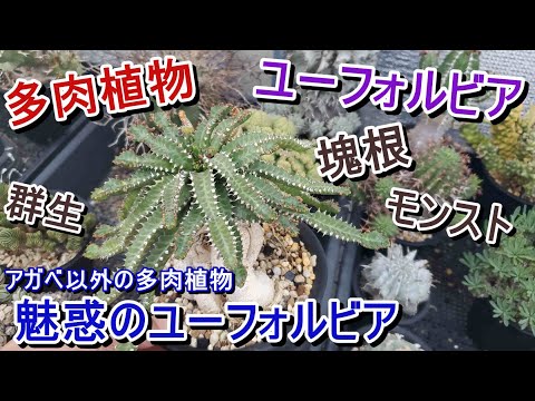一般的な群生草 植物