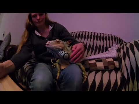 Øgledyret på slap line