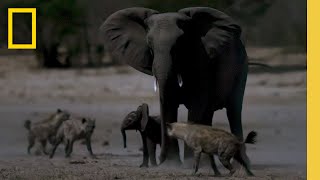 שבט הצבוע תוקף פיל תינוק | סוואנה קווינס | נשיונל ג'יאוגרפיק