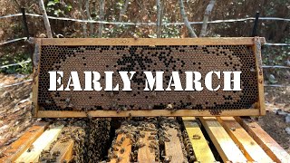 Early March | #colesfarmnc #jacksonvillenc #beekeeping