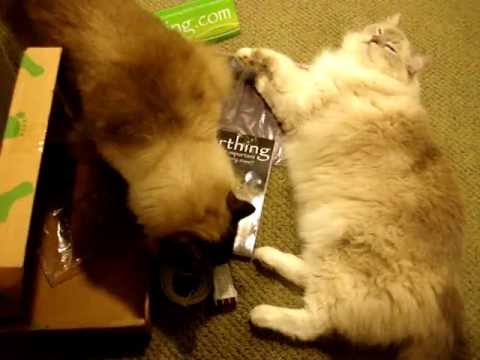 Ragdoll Cats Check out Earthing Pad for Cat Product Testing ラグドール Floppycats