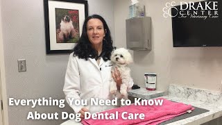 Everything You Need to Know About Dog Dental Care