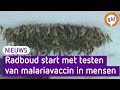 Een vaccin tegen malaria, Radboudumc in Nijmegen denkt het te hebben gevonden
