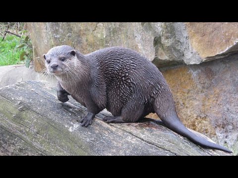 TOP 50 CURIOZITATI DESPRE VIDRE