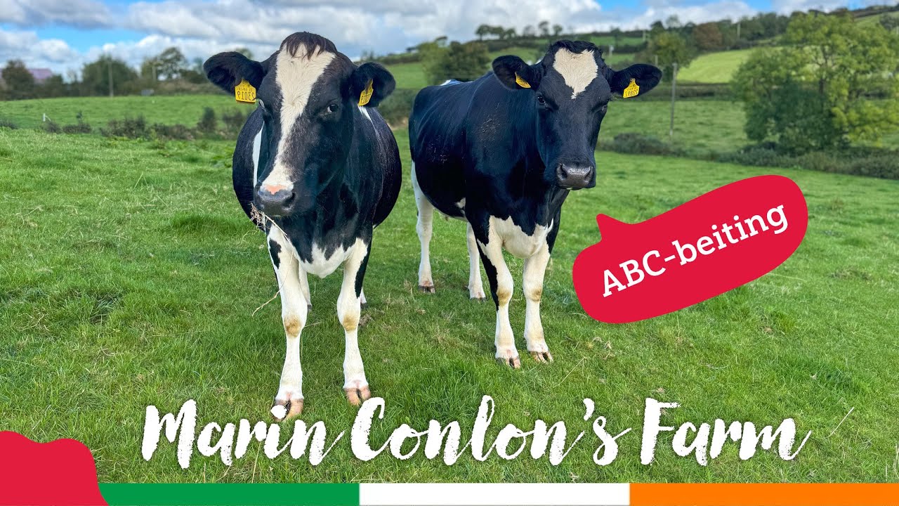 ABC-beiting hos irske melkeprodusenter