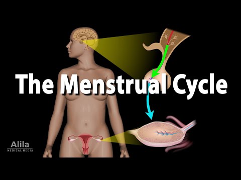 The Endocrine System Overview Animation