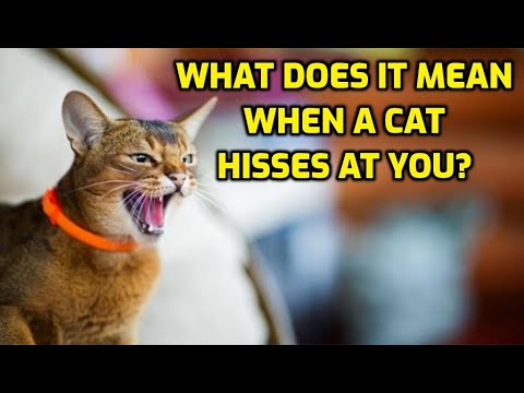 Why Do Cats Hiss At Their Owners?