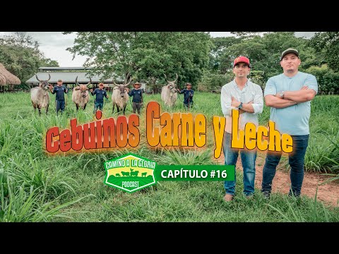 Guzerá: La raza doble proposito que está revolucionando la ganadería con genética de vanguardia"