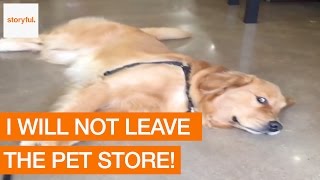 When your Dog Doesn't Want to Leave the Pet Store