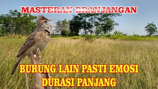 Download lagu masteran burung branjangan gacor jernih durasi panjang 1 jam mp3