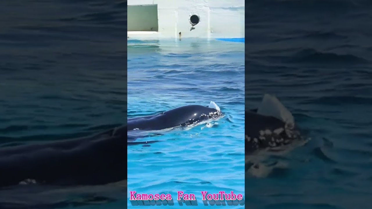 ゴミは各自ゴミ箱へ!! #Shorts #鴨川シーワールド #シャチ #kamogawaseaworld #orca #killerwhale