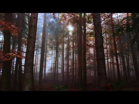 Trentemøller - Miss You (Lulu Rouge feat. Asger Baden Remix)