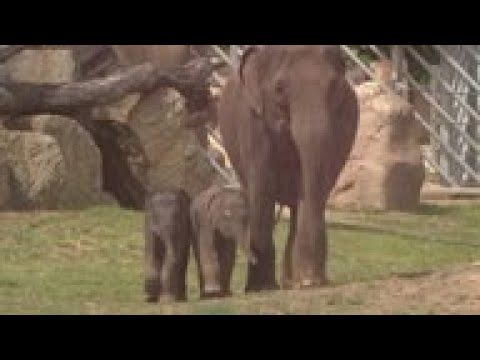 Birth of second female elephant in Prage Zoo