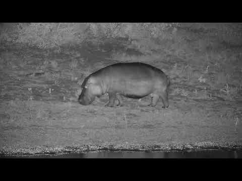 Djuma: Hippo male goes out to graze - 00:42 - 04/02/2022
