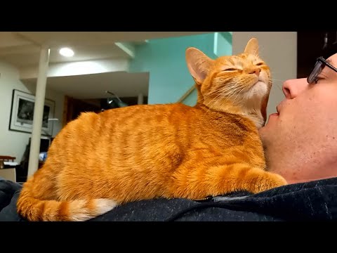 Human bed is indisputable