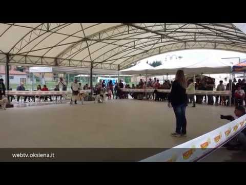 Expoarbia, la prima esposizione canina amatoriale 