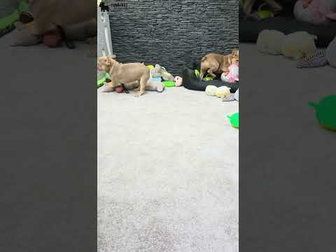 Video 3