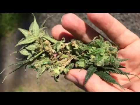 Moldy Weed