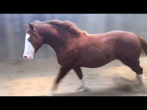 Rambo Stallion 2017