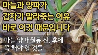 마늘 양파 갑자기 말라죽는 이유 바로 이것 때문입니다. 마늘 양파 월동 전후에 꼭 해야할 것들.