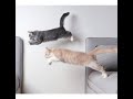 Cats Jump On Sofa Set GreenGTv