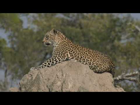 The Powerful! The Majestic! And The Rebellious Leopards Of WildEarth