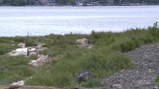 Toilet paper on Royston beach? CVRD says it's seaweed