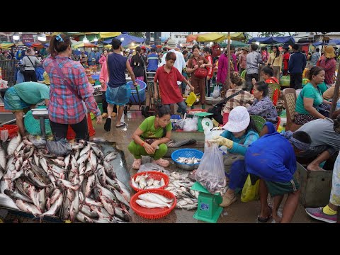 Chbar Ampov Fish Market Scene - Daily Lifestyle of Vendors Selling Alive Fish, Dry Fish & More Food