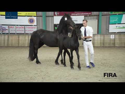 Veulenkeuring fokvereniging It Fryske Hynder 4 juli 2020 Manege Gaasterland