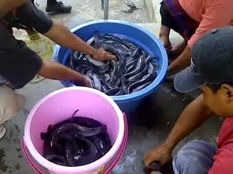 download lagu mp3 mp4 Iwak Lele, download lagu Iwak Lele gratis, unduh video klip Iwak Lele